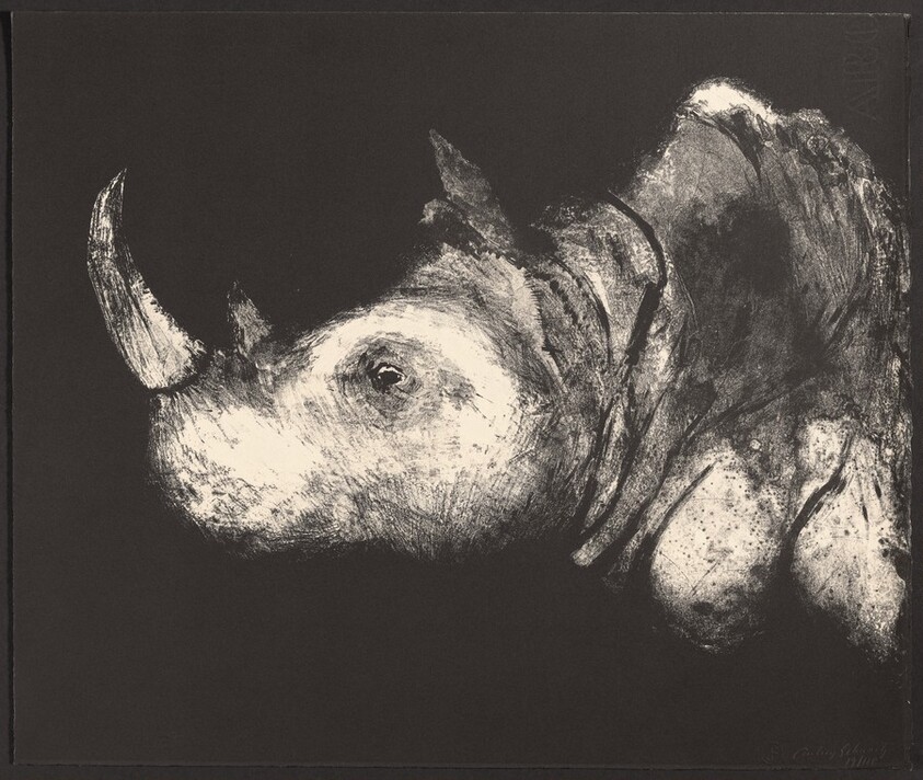 Rhinoceros