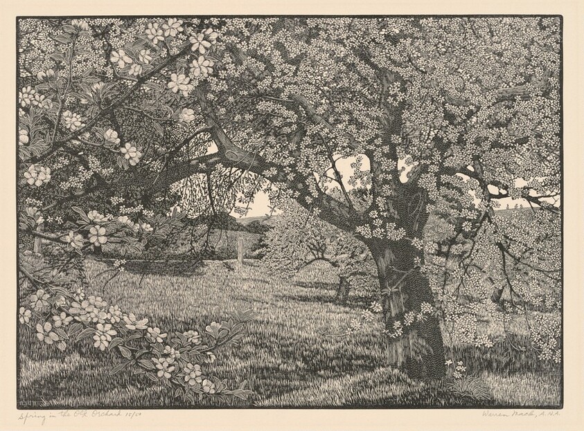 Spring in the Old Orchard