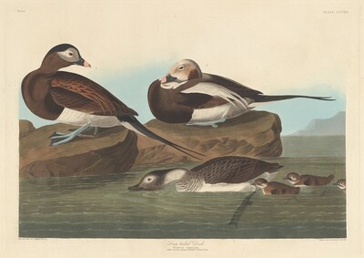 Long-tailed Duck, Robert Havell after John James Audubon, 1836