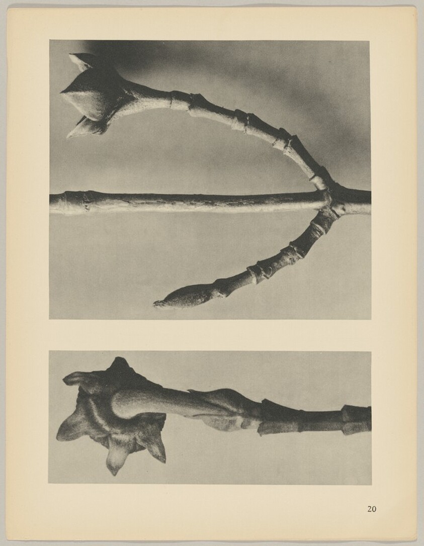 a Cornus Nuttallii; b Cornus officinalis