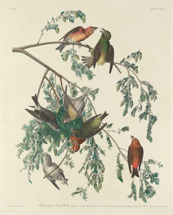 Several birds are perched on and hanging from leafy branches. The color palette features mixes of greens, browns, reds, and greys, with vibrant green foliage. In the upper part of the image, two birds sit closely near the branches. Below them, other birds with varying patterns of grey, brown, and white plumage are positioned at different angles, some hanging upside down, around the middle of the composition. On the lower right, a bird with reddish tones stands out against lighter leaves.