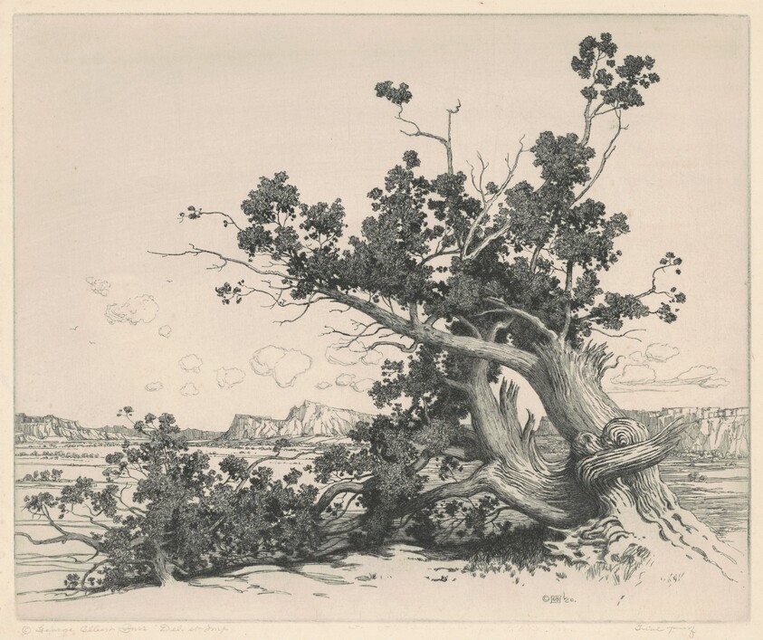 Desert Cedars, New Mexico