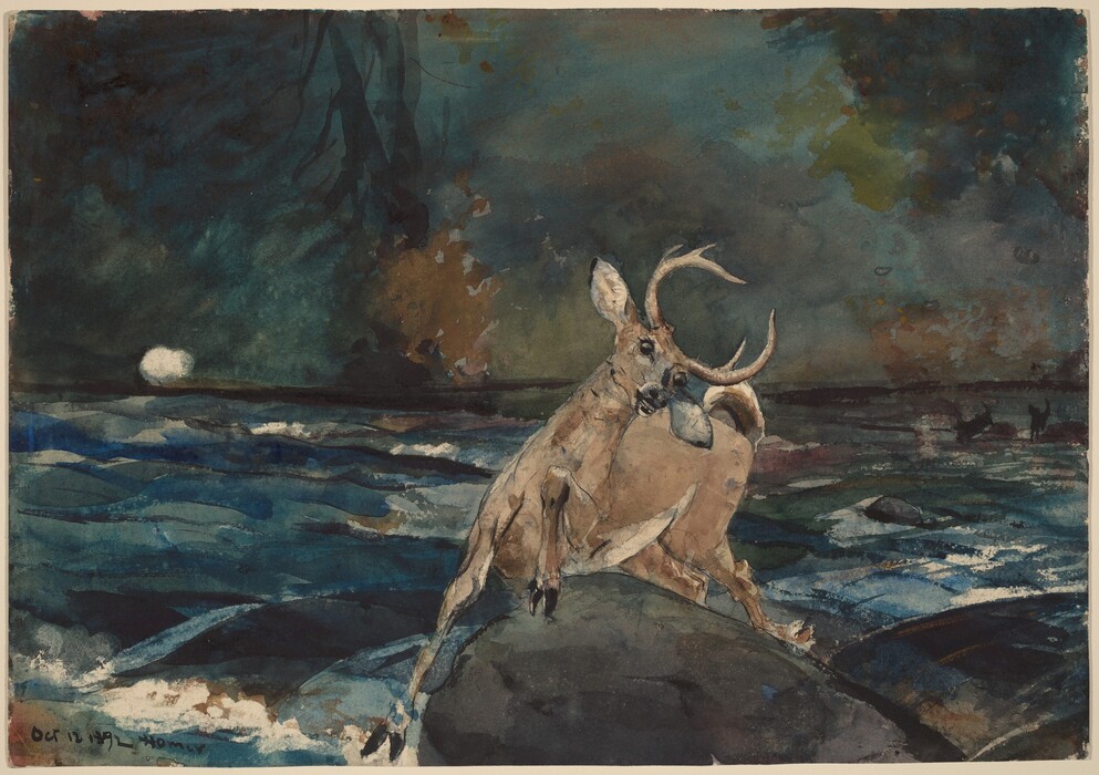 A buck jerks to the right as it leaps toward us, over a boulder and away from a rolling river in this horizontal watercolor painting. The buck is just right of center, and his body scissors, presumably as a gunshot lands. His curling horns nearly meet in an oval overhead, and one front leg is pulled up. The river is painted with tones of spruce green and sapphire, topaz, and celestial blue. The black silhouettes of two animals, either more deer or dogs, are in the distance to the right, and a white puff is along the far bank to the left. The forested background is painted broadly with tones of earthy green, tan, and smoky blue. The artist signed and dated the watercolor in the lower left corner, “Oct 12 1892 Homer.”