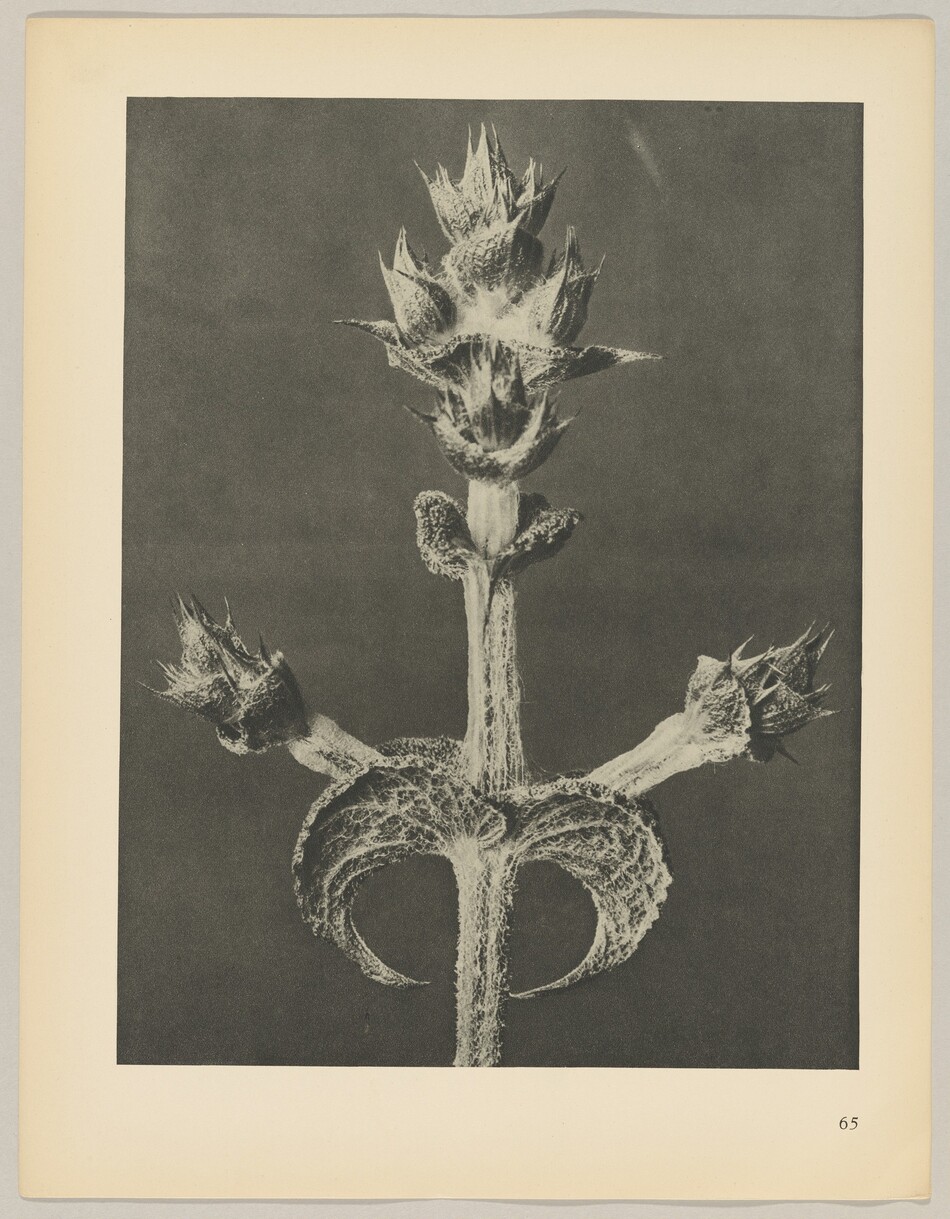 The image shows a large plant with sharp, pointed leaves and stems covered in fine, hair-like textures. It is displayed in front of a dark background, emphasizing its silhouette. The color palette is grayscale, highlighting the plant's details in various shades of gray against a dark background. The main stem rises vertically with branched stems and pointed flower buds extending outwards.