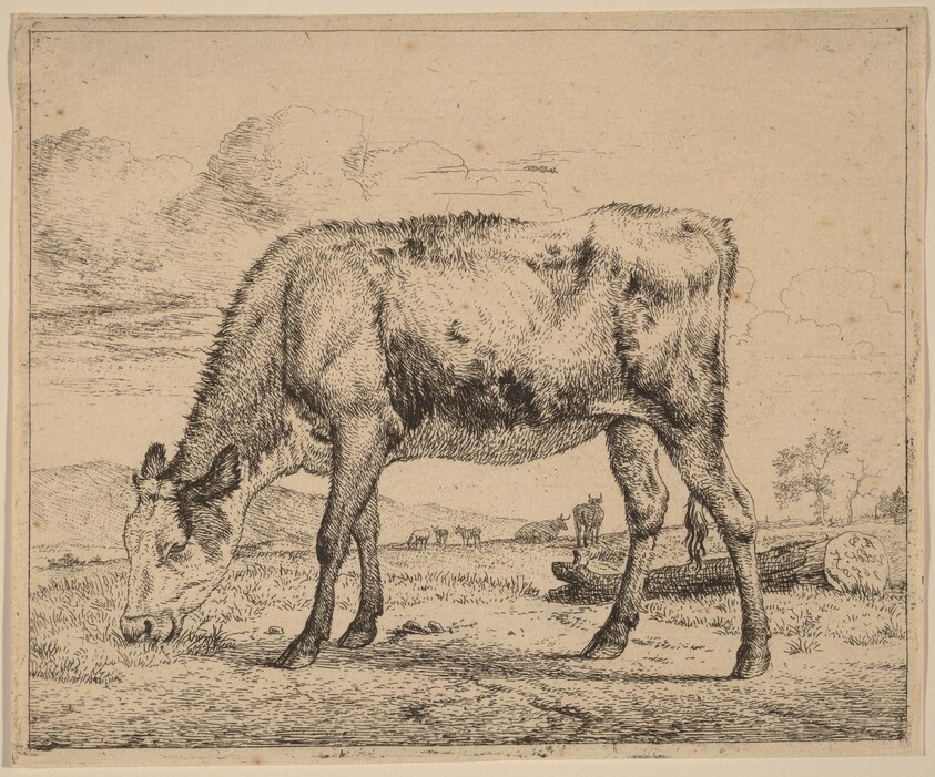 Grazing Calf