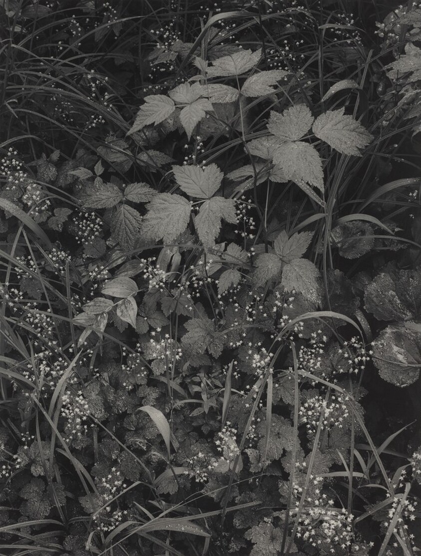 Trailside, near Juneau, Alaska