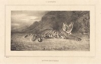 Study of a Tiger, Antoine-Louis Barye
