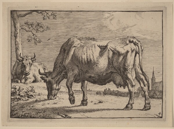 Grazing Cow