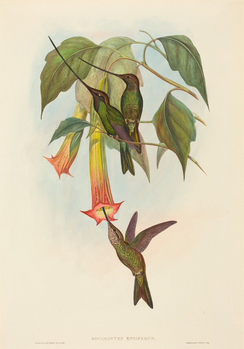 Docimastes ensiferus (Sword-billed Hummingbird)