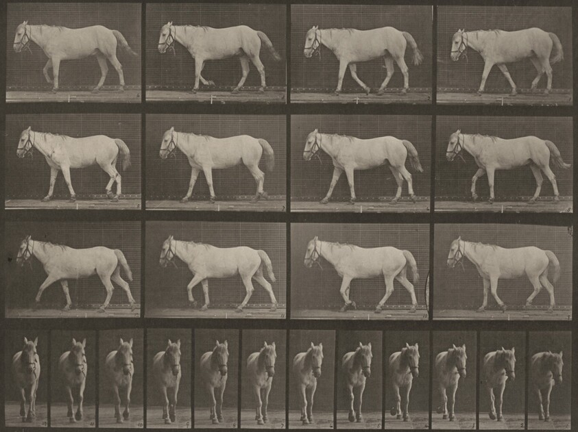 Plate Number 656. "Bob" walking, free, ossification of cartilage, right front foot