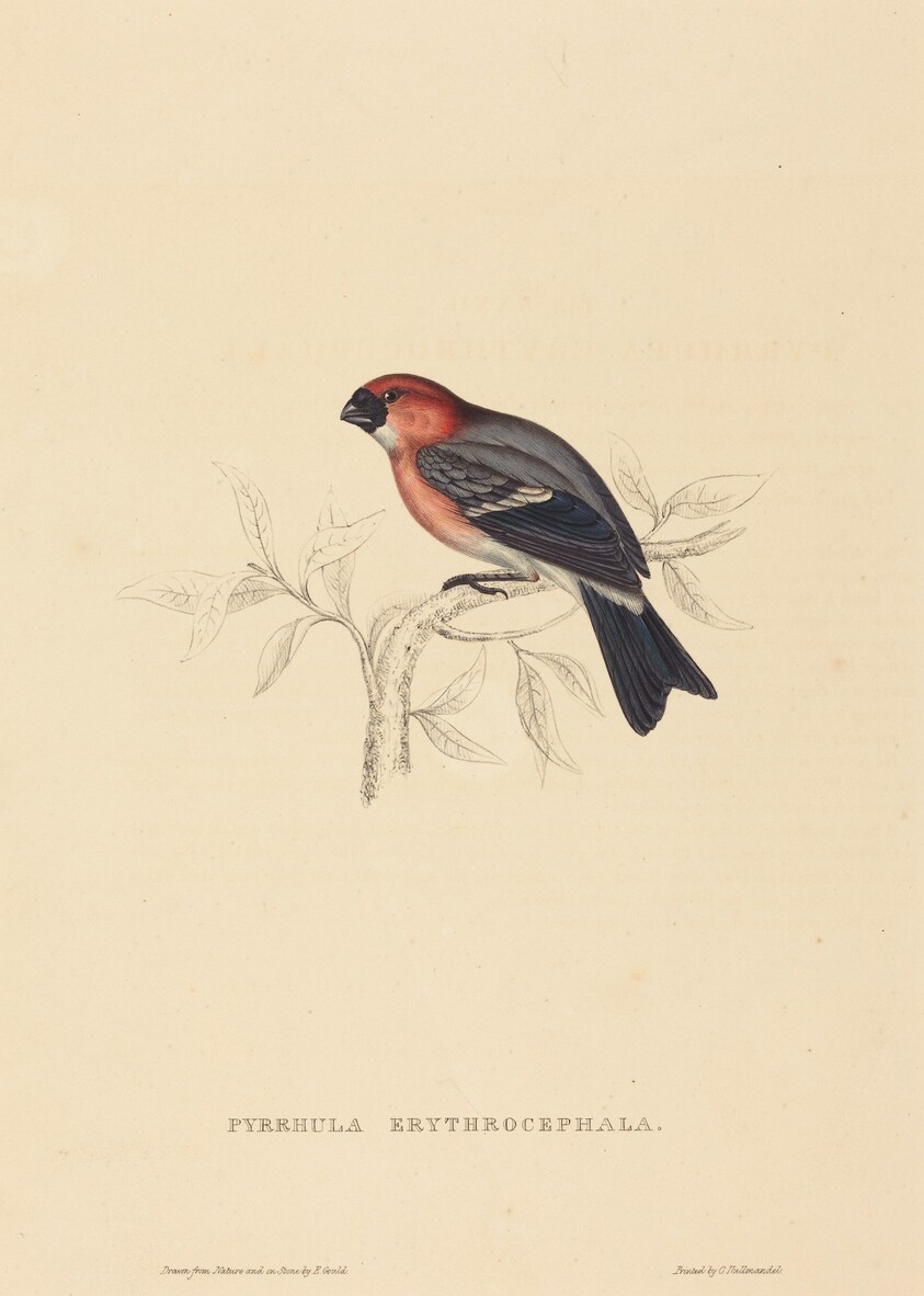 Pyrrhula Erythrocephala (Redheaded Bullfinch)