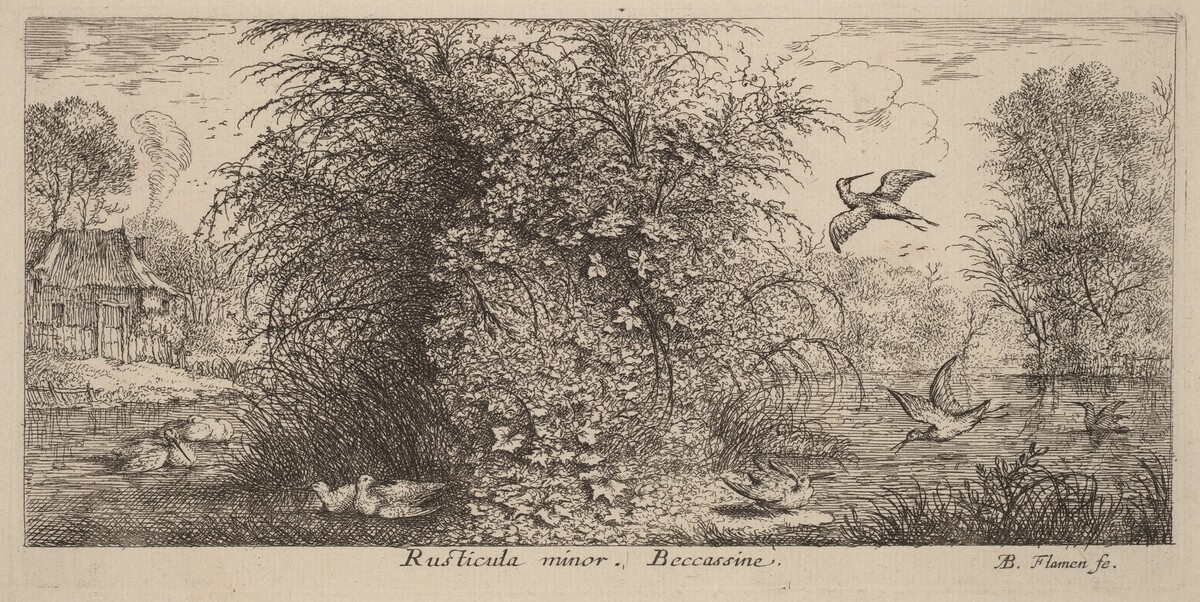 Rusticula minor, The Snipe
