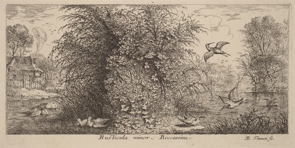 Rusticula minor, The Snipe