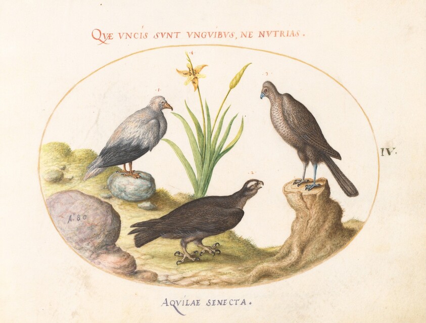 Plate 4: An Egyptian Vulture, a Northern Goshawk(?), and an "Aquila Heteropode" (Short Toed Eagle?)