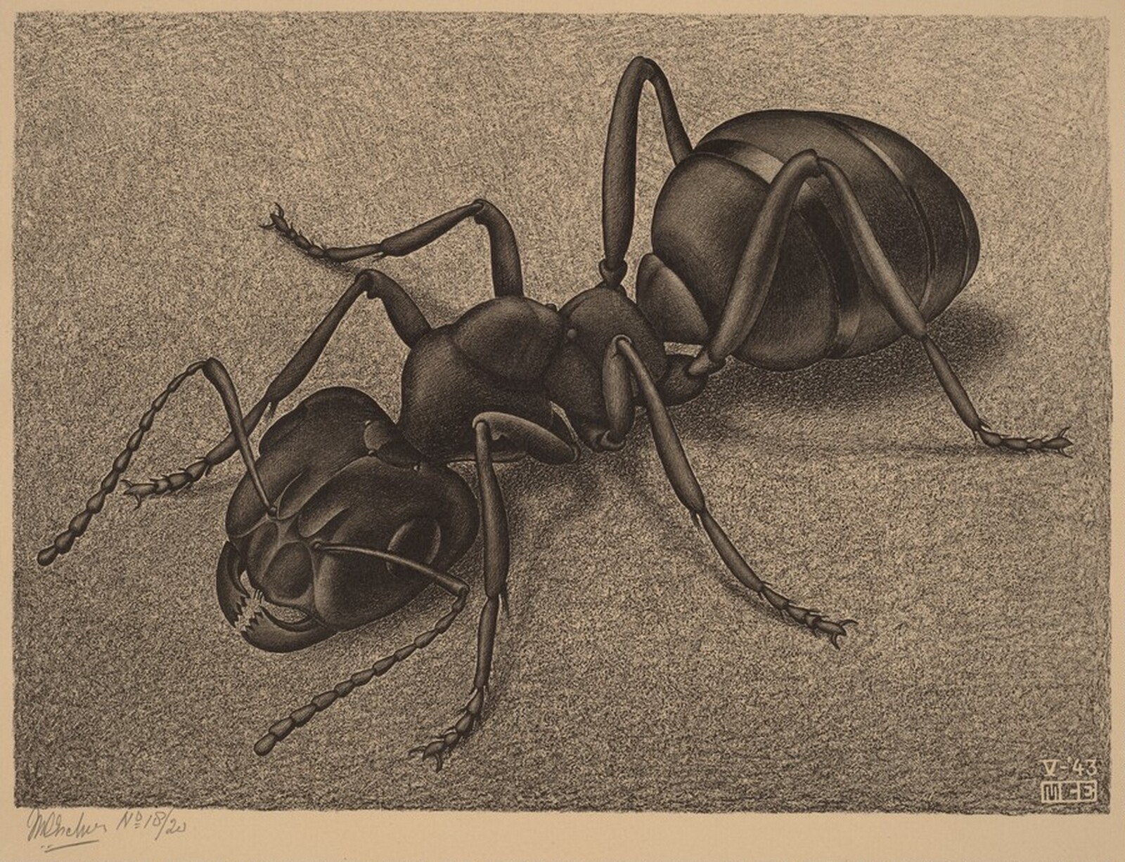 Ant, M.C. Escher, 1943