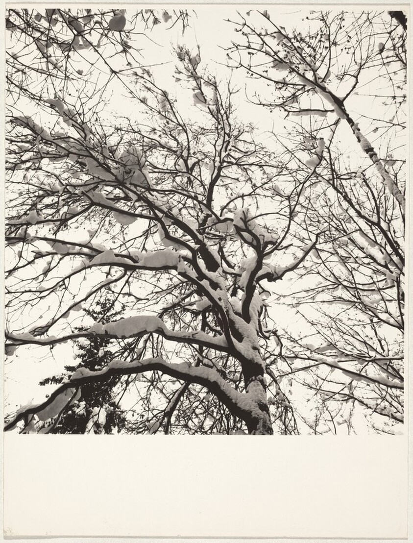 Snow-covered tree--Landscape