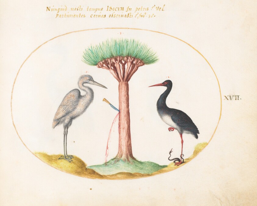 Plate 17: White Heron(?) and Black Stork Killing a Snake with a Dragon's Blood Tree