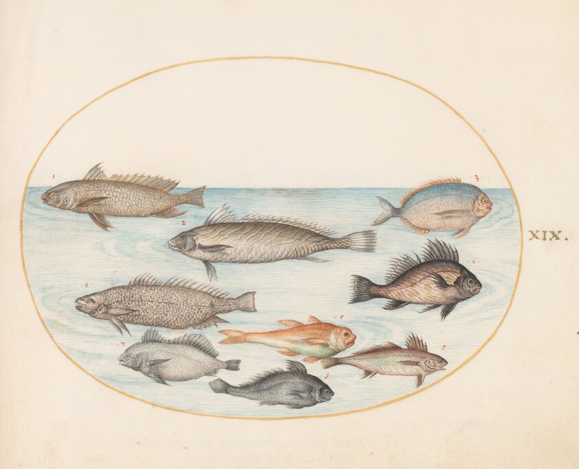 Plate 19: A Damselfish and Other Fish, Including Two "Coracinis"