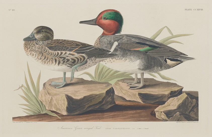 American Green-Winged Teal