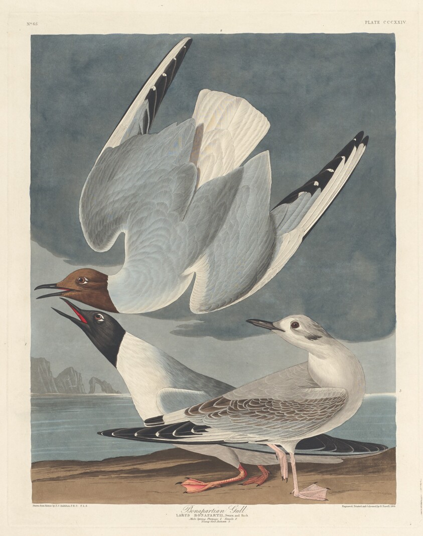 Bonapartian Gull