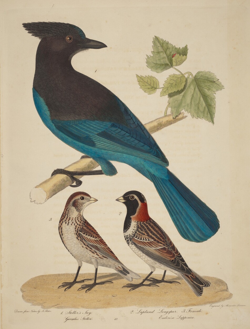 Female Crow Blackbird, Orange-Crowned Warbler, Lark Finch by