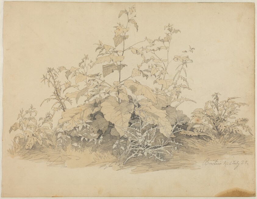 Wild Plants near Birstein