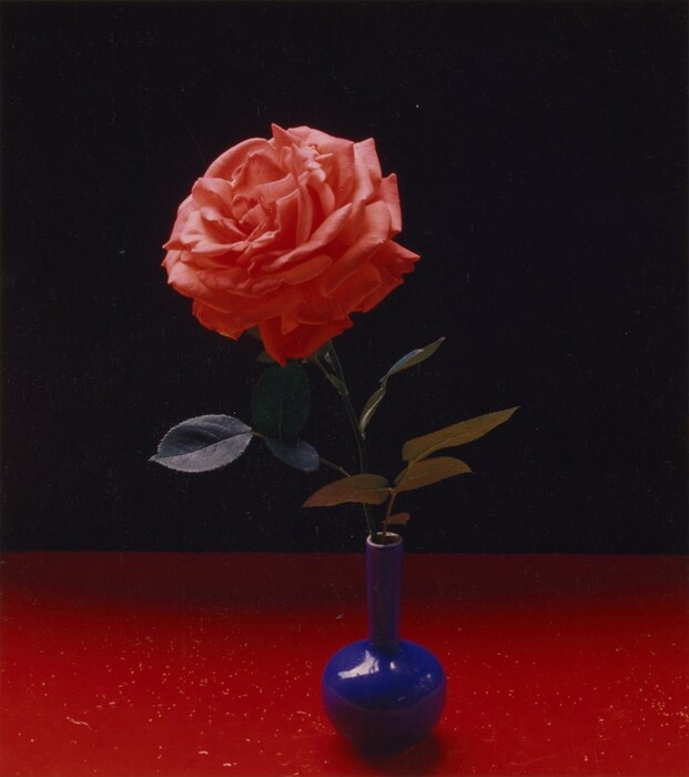 This photograph shows a pink rose in a small blue vase with a narrow neck and a round body. The rose and vase are placed against a black background on a glossy red surface. The rose is positioned centrally in the photograph, with its dark leaves extending to the sides.