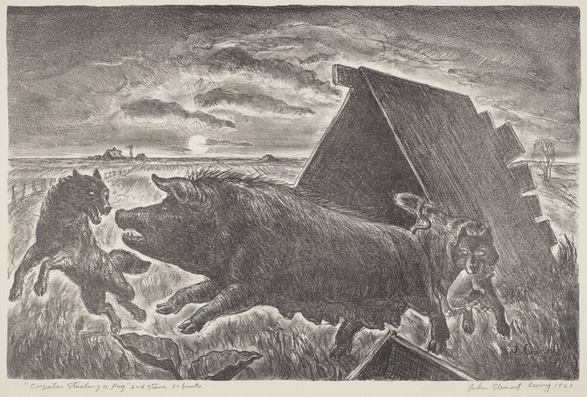 Coyotes Stealing a Pig