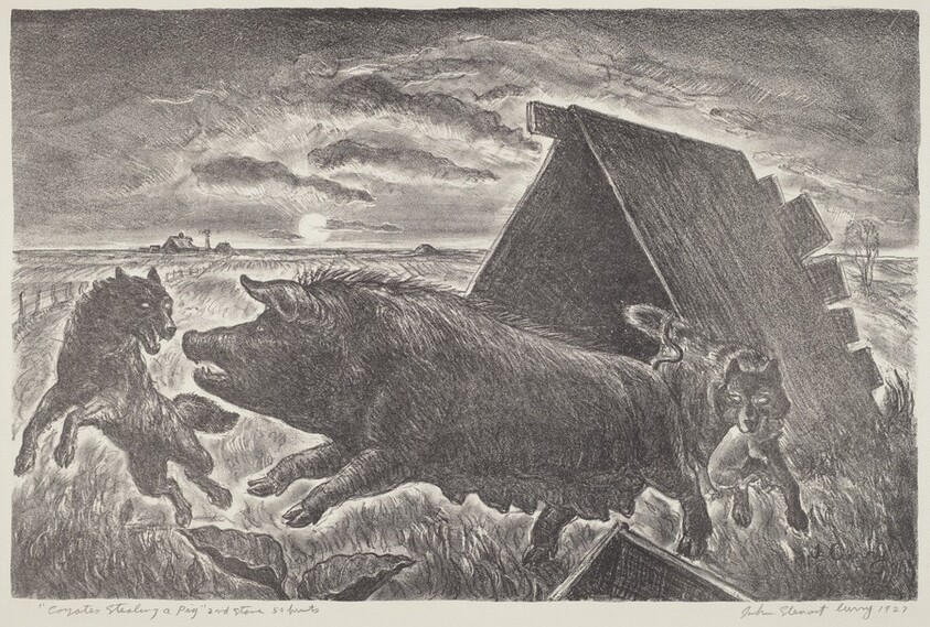 Coyotes Stealing a Pig