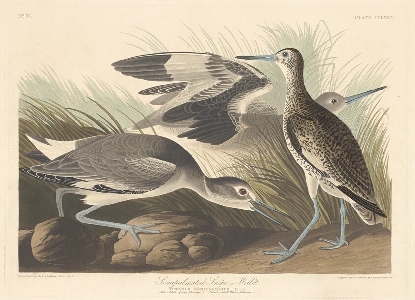 Semi-palmated Snipe or Willet
