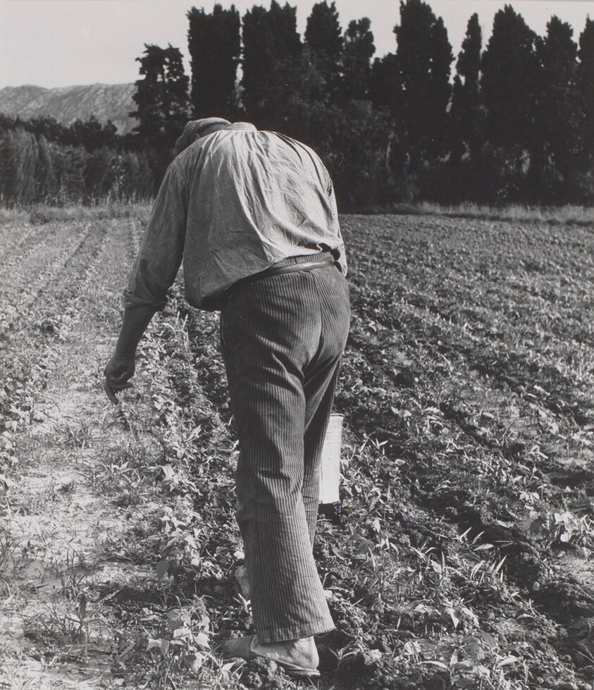 Untitled (Farmer in Field)