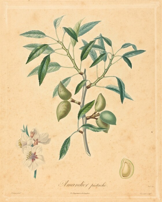 The image shows a branch with green leaves and green almond-shaped fruits. It also includes a detailed illustration of almond flowers to the bottom left and a cut section of an almond to the bottom right. The color palette is mainly green with hints of white, pink, and yellow in the flowers against a beige background. The branch with leaves and fruits is central, with the flower cluster at the bottom left and the almond section at the bottom right.