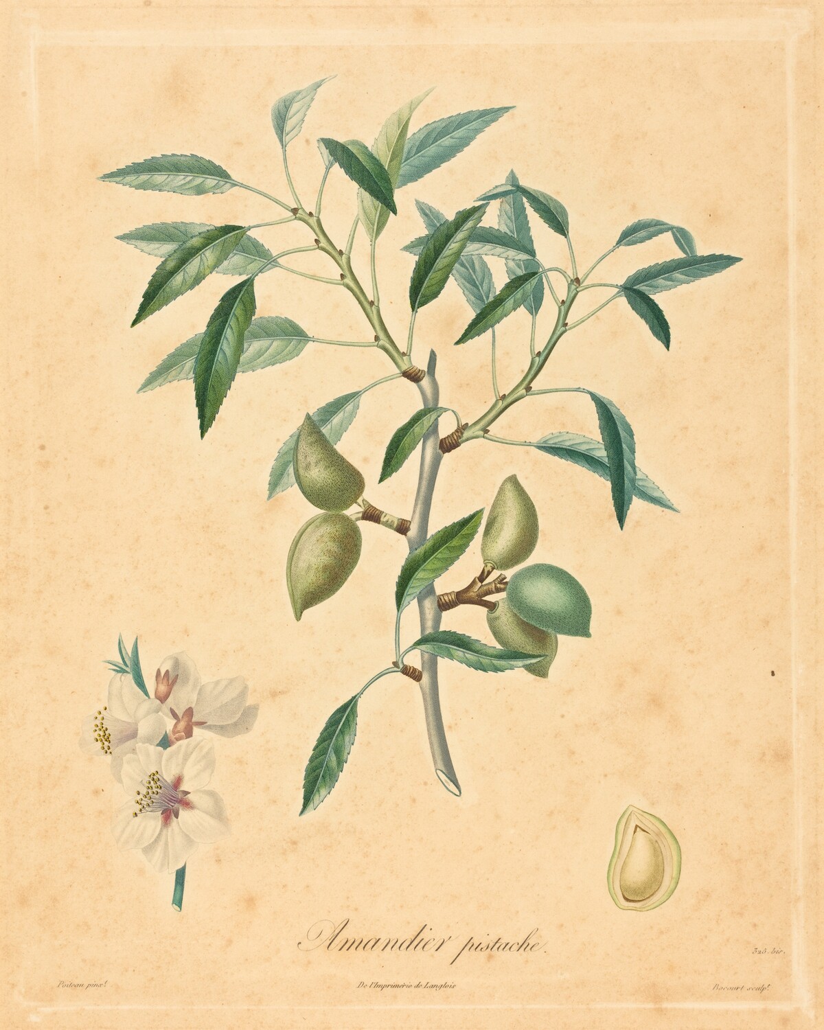 Amandier pistache
