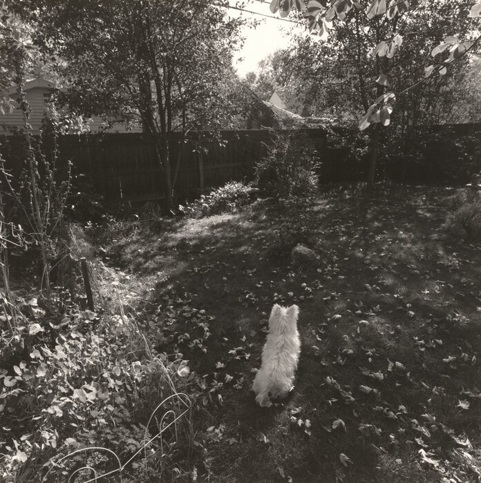 This is a black and white photograph of a back garden with a small white dog sitting on the lawn. The yard is enclosed by a wooden fence, with trees and shrubs providing shade. The ground is covered with grass and fallen leaves. The dog, likely a West Highland Terrier, is sitting and facing a sunlit area.