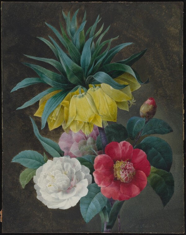 Four Peonies and a Crown Imperial