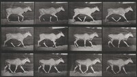 Plate Number 696. Eland trotting, Eadweard Muybridge, 1887