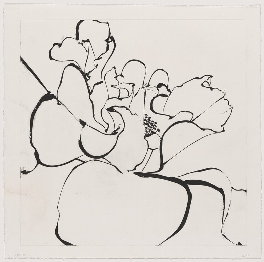 Camellia White [working proof 1]