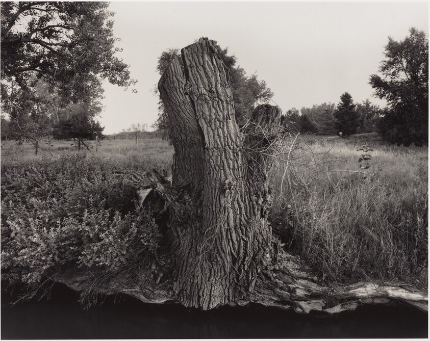 Cottonwood Stump Along Ditch No. 3, Cache la Poudre River Near Greeley, Colorado