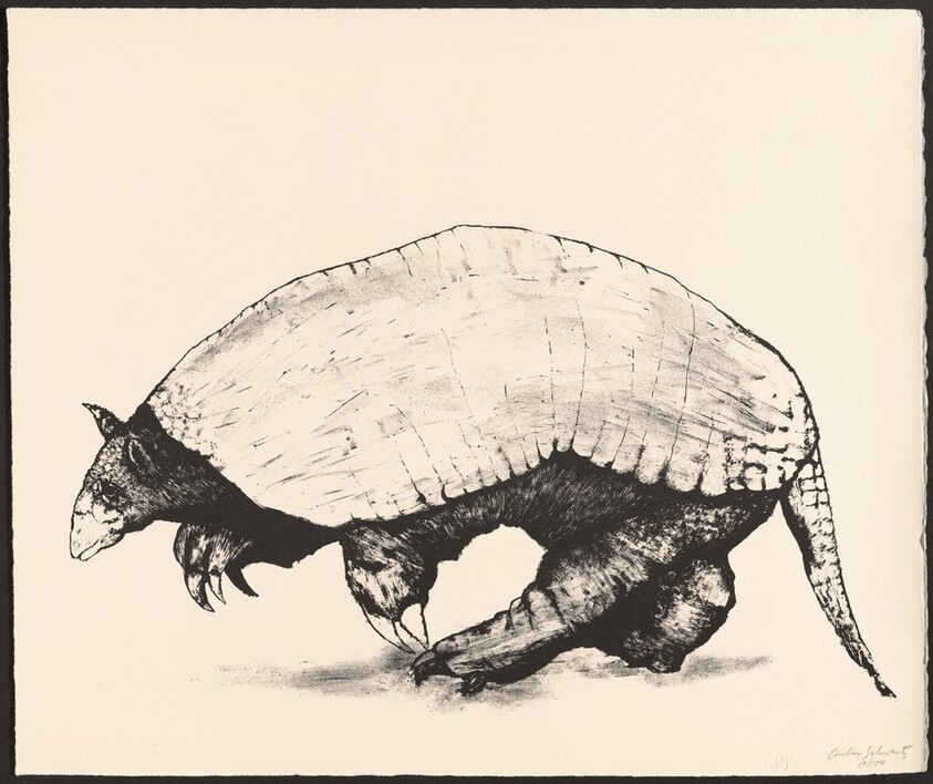 Armadillo