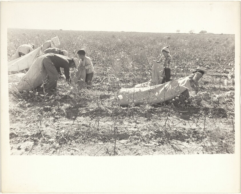 Cotton harvesters--New Mexico
