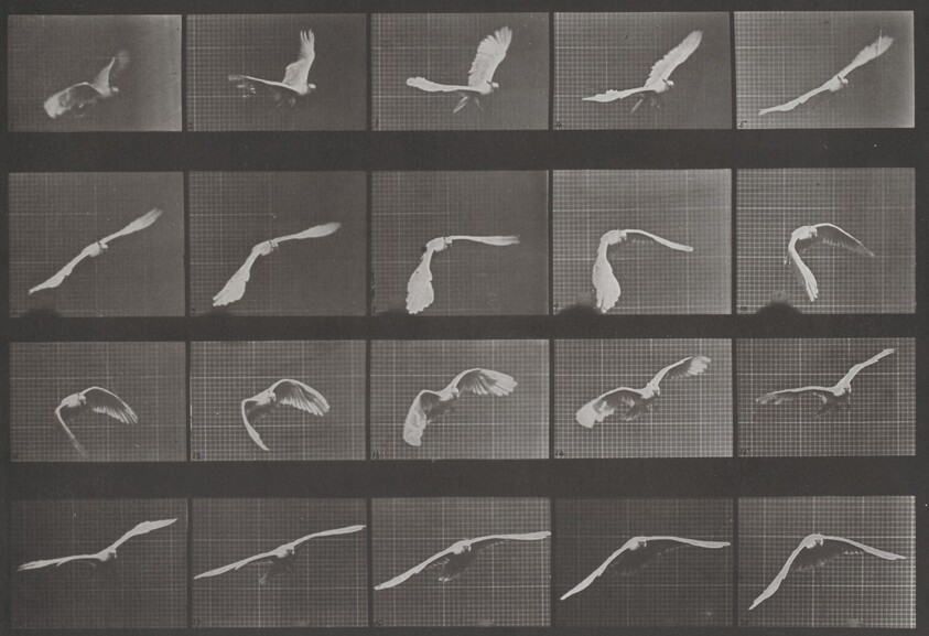 Plate Number 760. Cockatoo flying