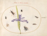Plate 75: A Fly and Other Insects with an Iris, Joris Hoefnagel, c.1575/1590s