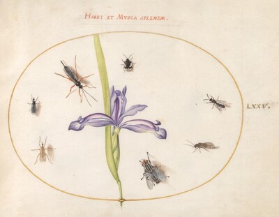 Plate 75: A Fly and Other Insects with an Iris, Joris Hoefnagel, c.1575/1590s