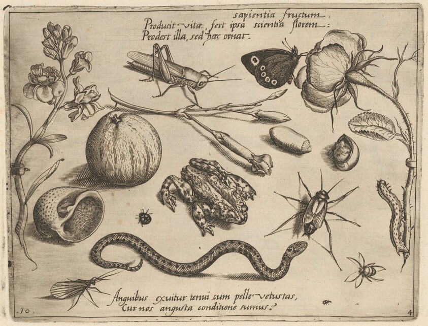 Archetypa studiaque patris Georgii Hoefnagelii [Part 4, Plate 10]