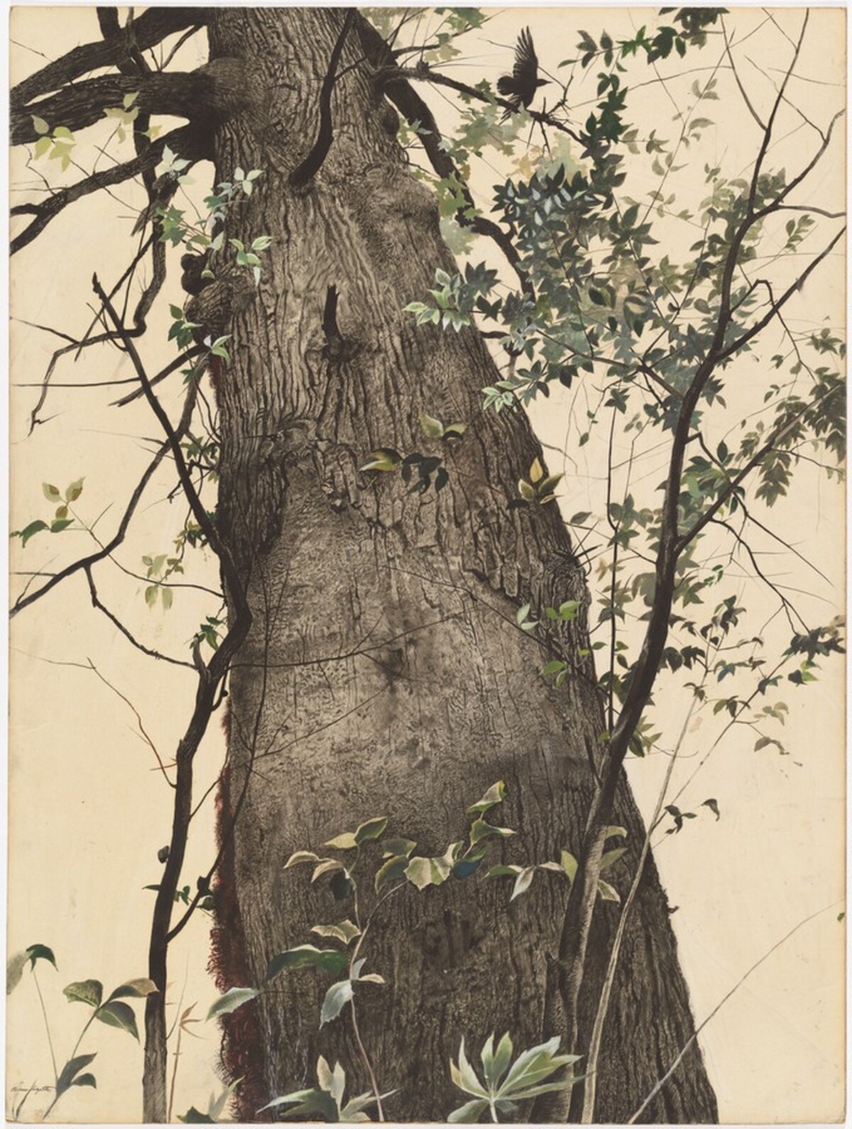 The Oak