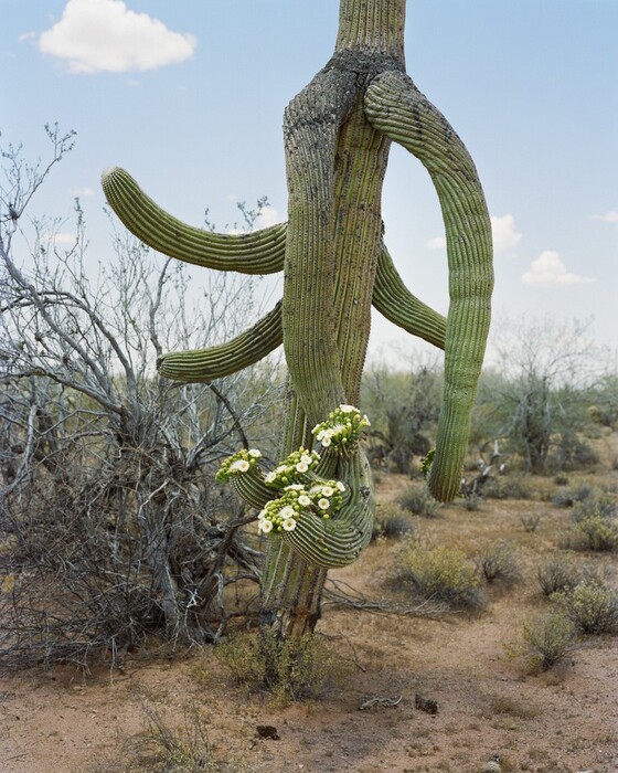 This photograph shows a desert scene with a large green cactus that has several arms extending in various directions. One of the arms has several clusters of white flowers blooming from the end. The horizon is in the center of the photograph, with the top of the cactus positioned against a blue sky. There are sparse brown desert plants and shrubs around the cactus. The colors include browns, greens, and white, contrasting against the pale sky.