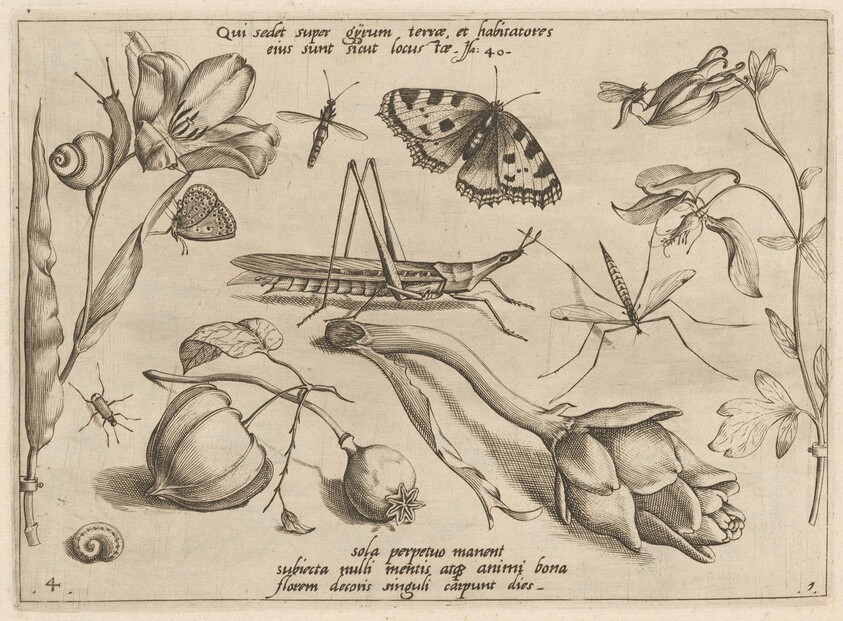 Archetypa studiaque patris Georgii Hoefnagelii [Part 1, Plate 4]