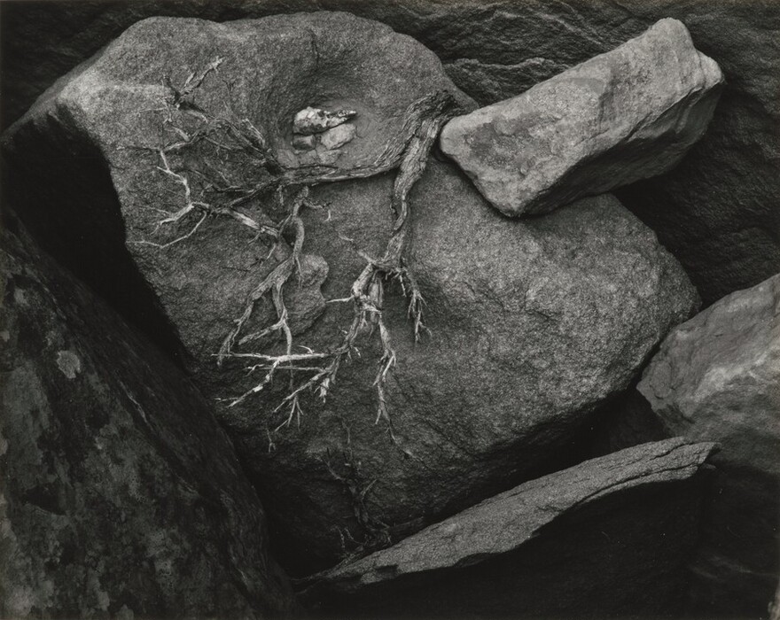 The image shows large rocks with gnarled roots on the central rock. The color palette is grayscale, highlighting rock and root textures and shadows. Other rocks are positioned in the image as well.