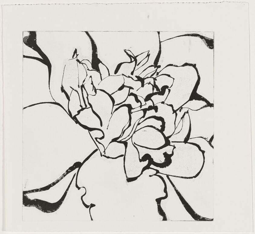 Camellia Red [working proof 1]