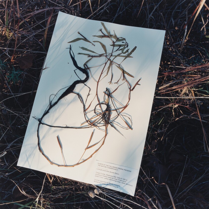 Ludwigia peploides, Floating Evening Primrose